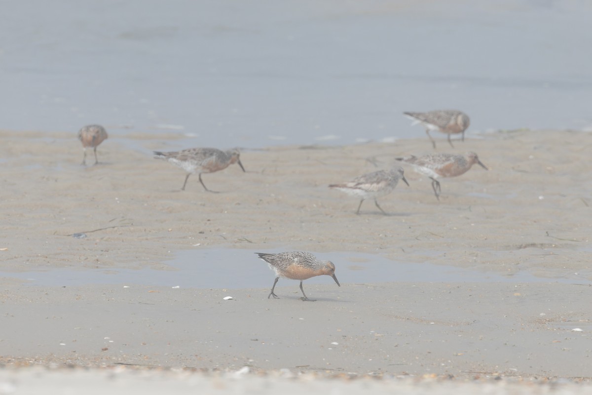 Red Knot - ML619735157