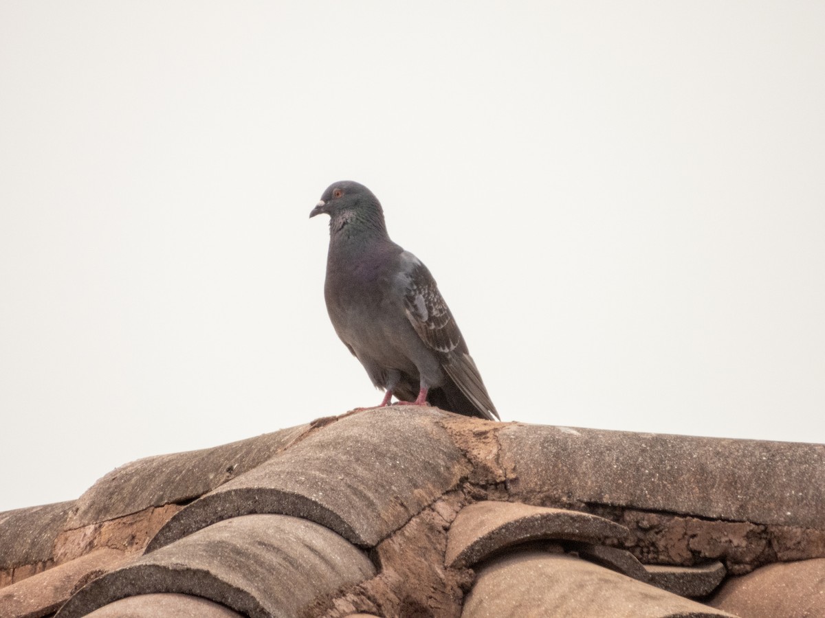Rock Pigeon (Feral Pigeon) - ML619735176
