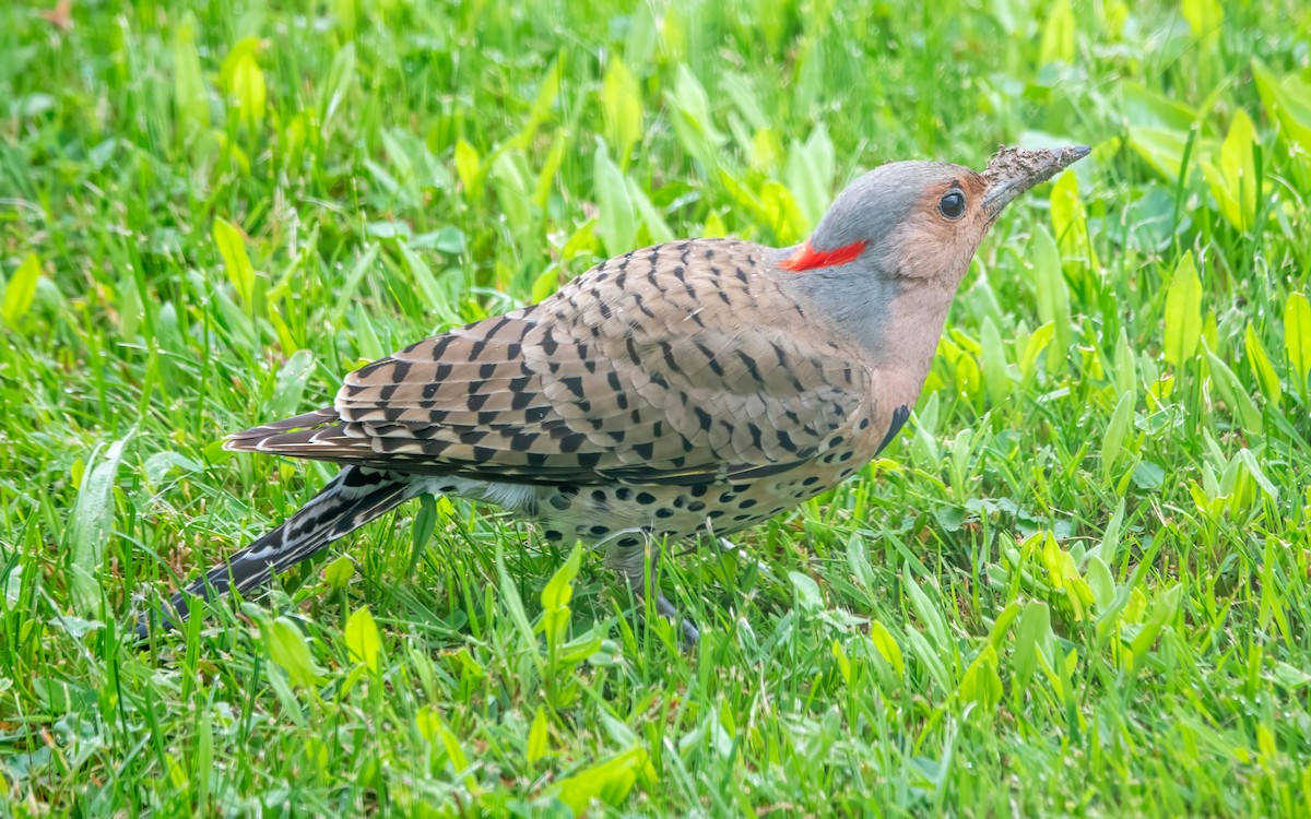 Northern Flicker (Yellow-shafted) - ML619735200