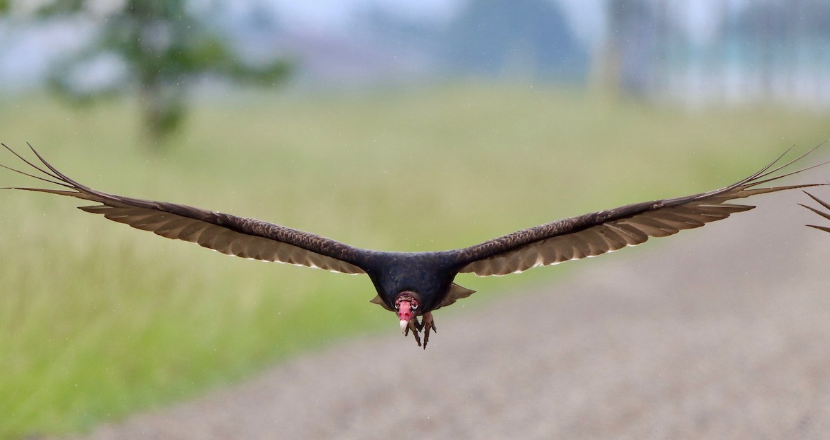 Turkey Vulture - ML619735238