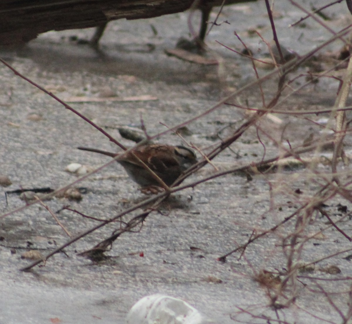 White-throated Sparrow - ML619735262