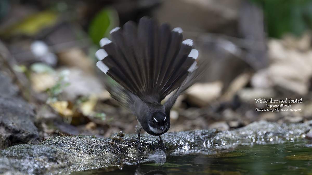 White-throated Fantail - ML619735282