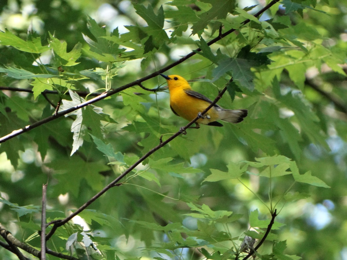 Prothonotary Warbler - ML619735293