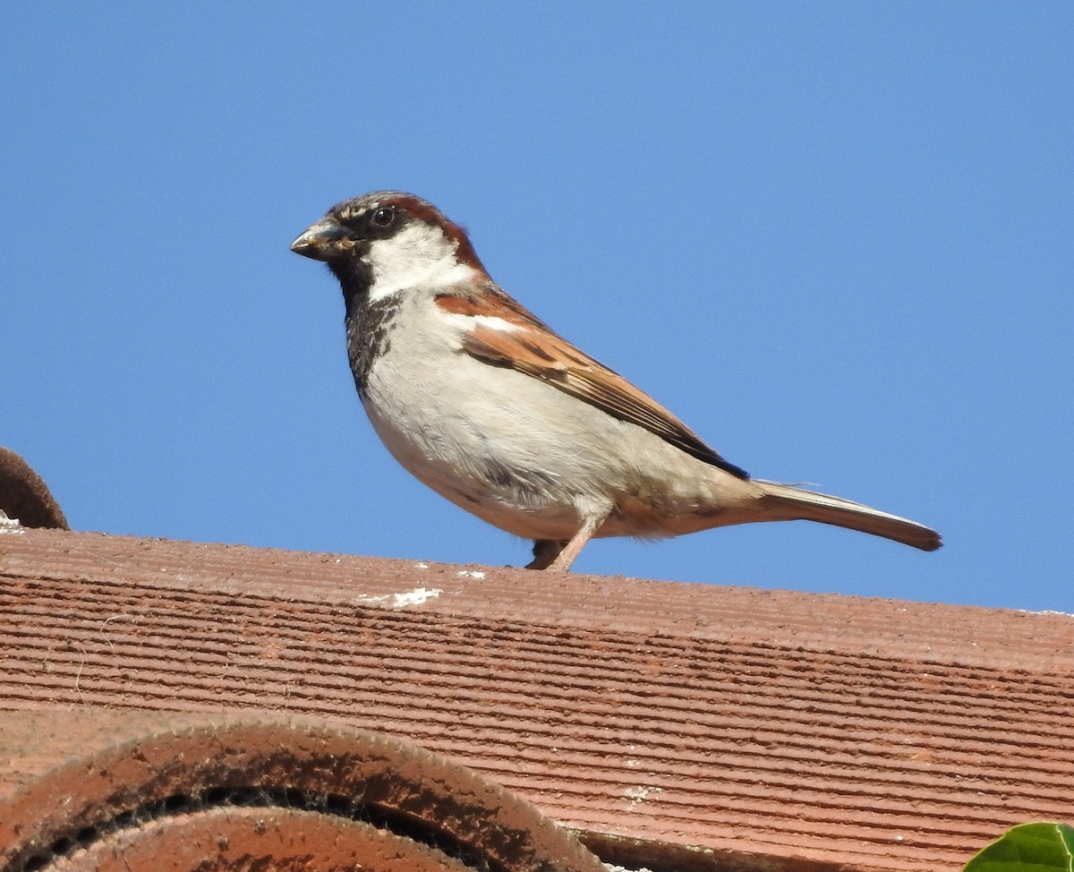House Sparrow - ML619735294