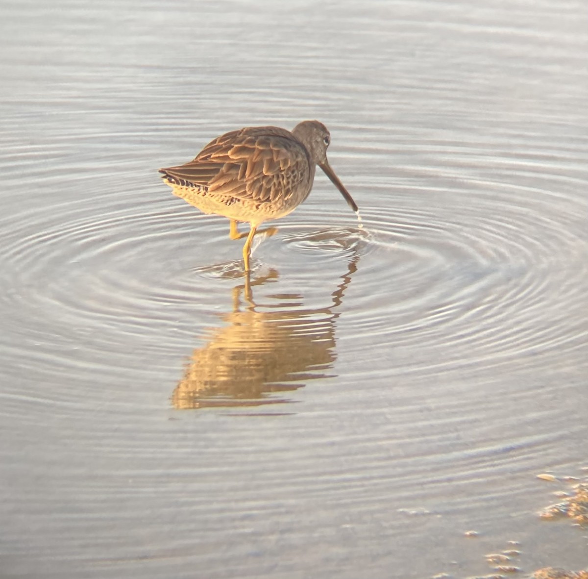 Long-billed Dowitcher - ML619735297