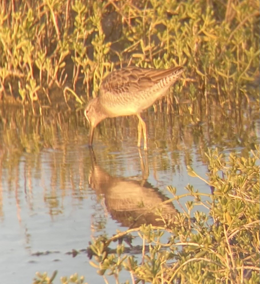 Long-billed Dowitcher - ML619735298