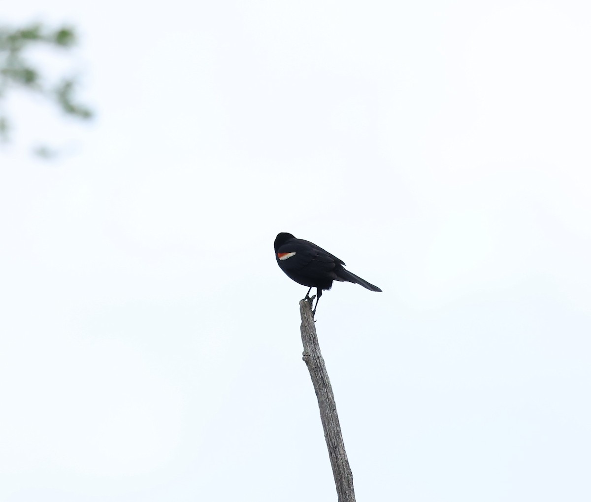Red-winged Blackbird - ML619735301
