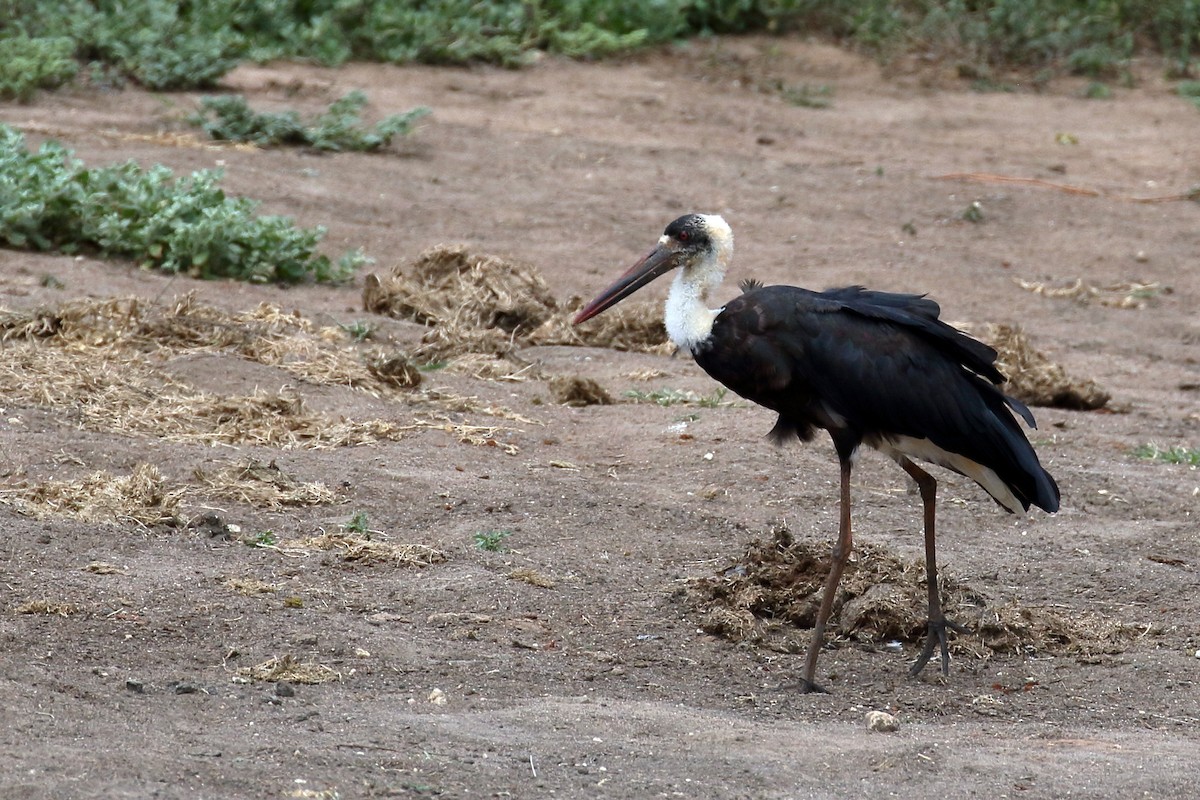 African Woolly-necked Stork - ML619735302