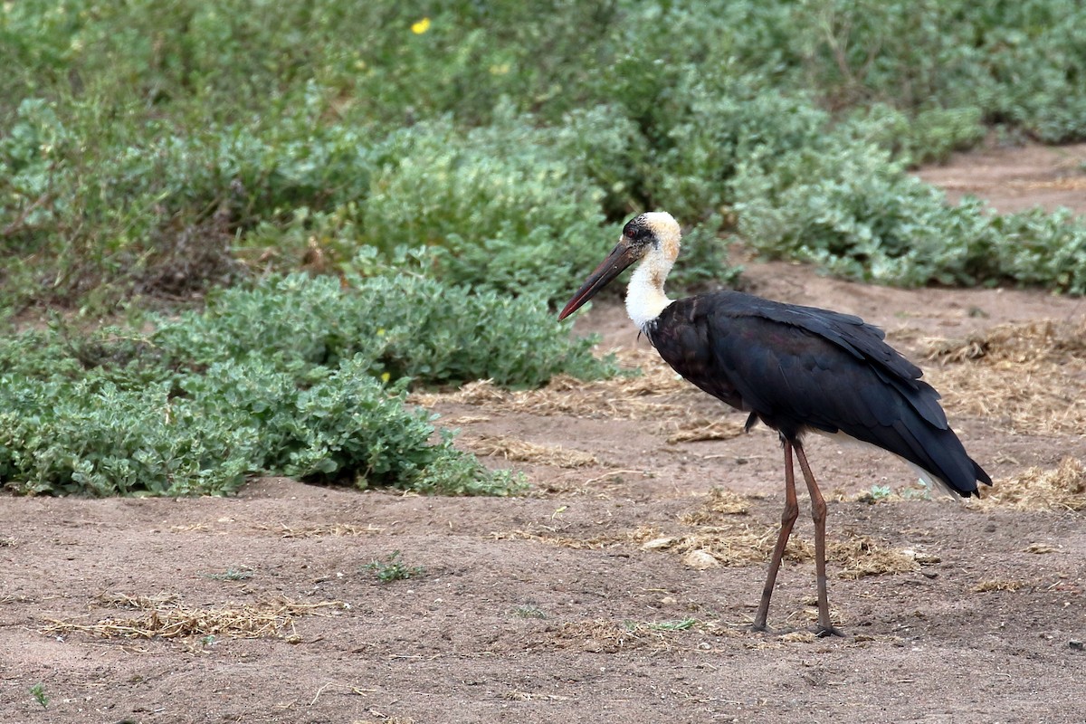 African Woolly-necked Stork - ML619735303