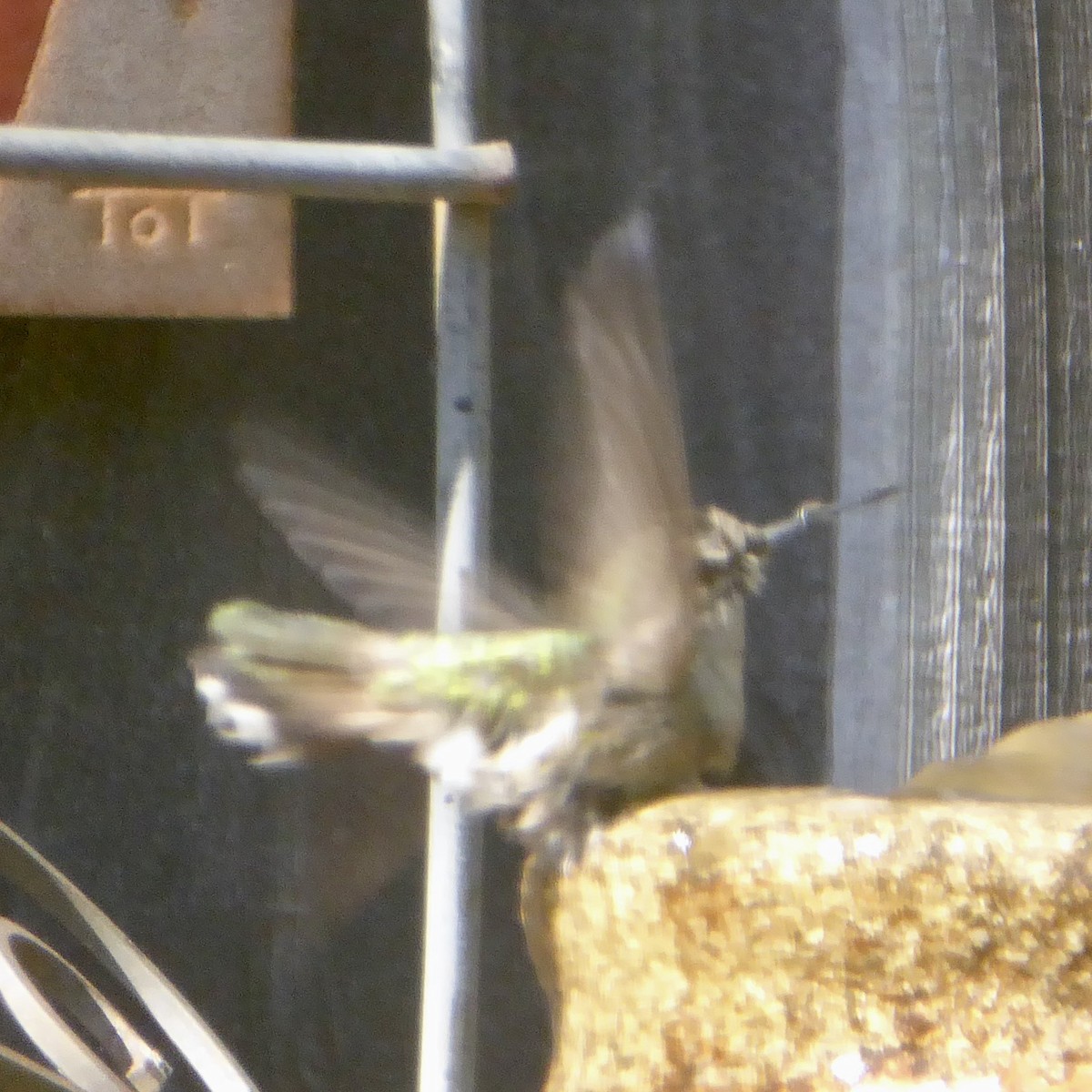 Anna's Hummingbird - ML619735304