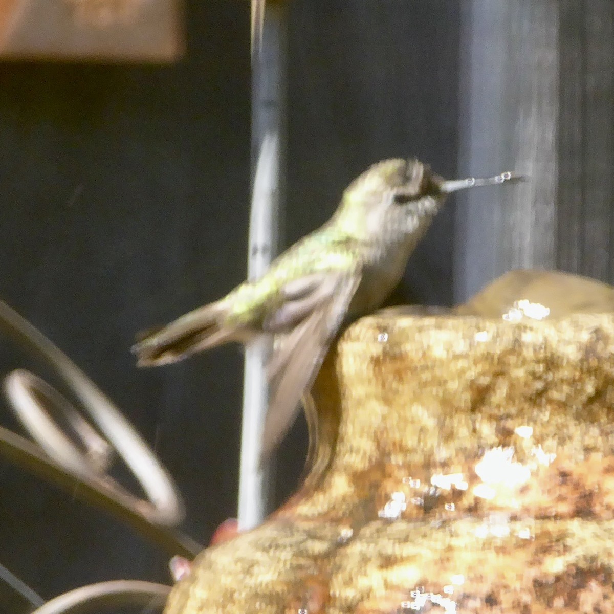 Anna's Hummingbird - ML619735308
