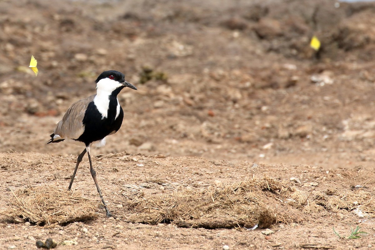 Spur-winged Lapwing - ML619735317
