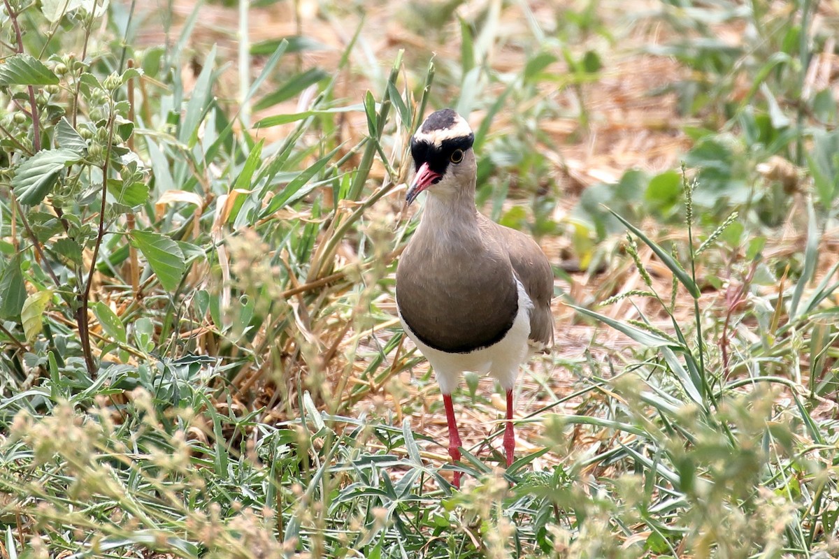 Crowned Lapwing - ML619735325