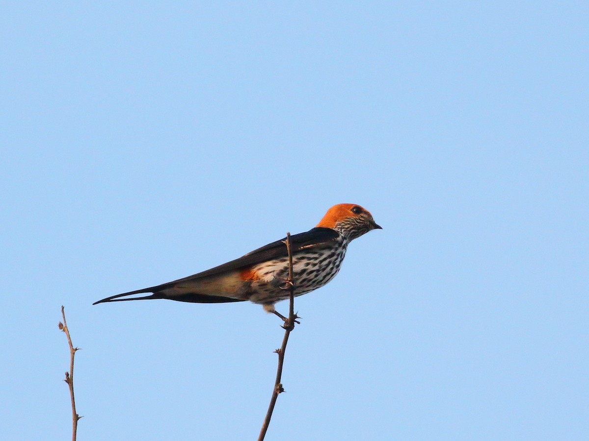 Lesser Striped Swallow - ML619735328