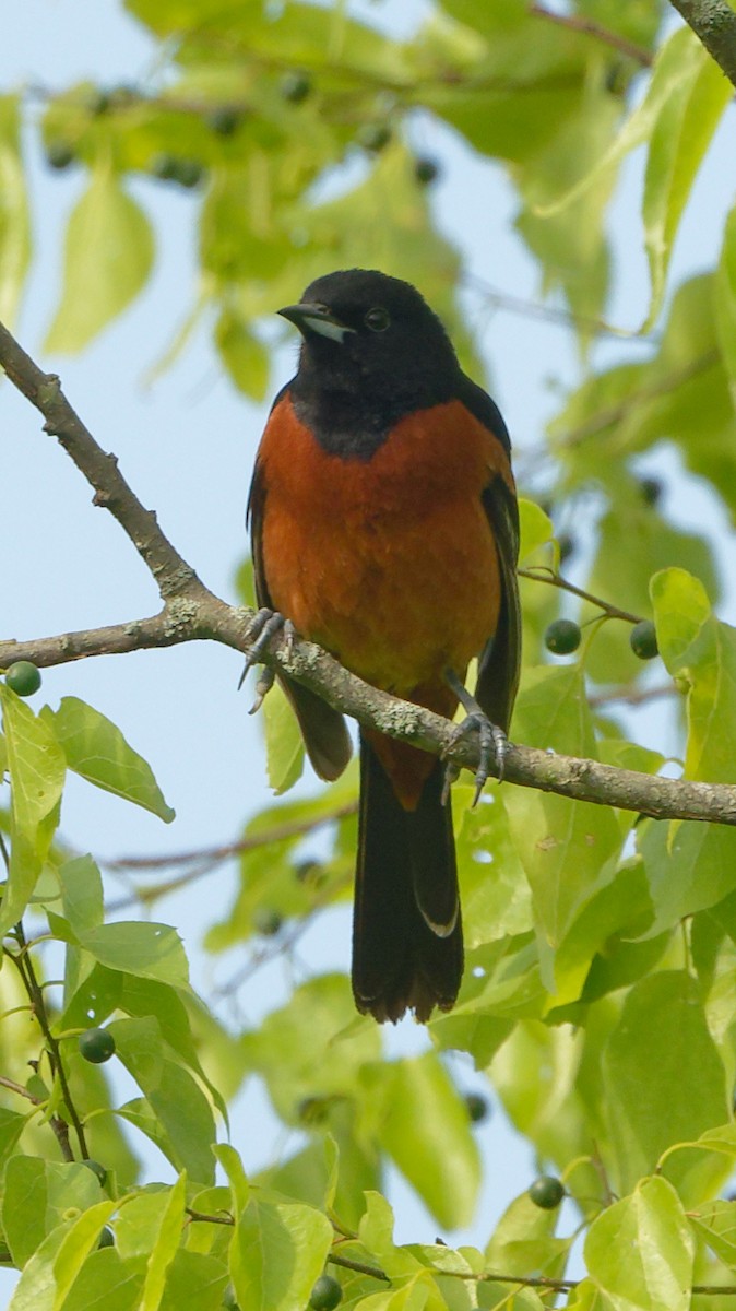 Orchard Oriole - ML619735344