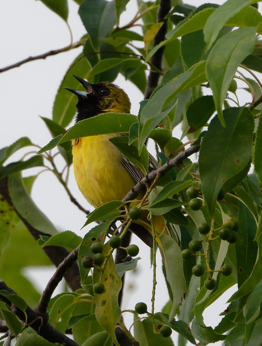 Orchard Oriole - ML619735345