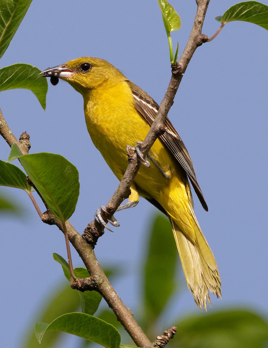 Orchard Oriole - ML619735346
