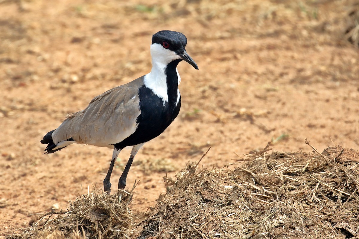 Spur-winged Lapwing - ML619735393