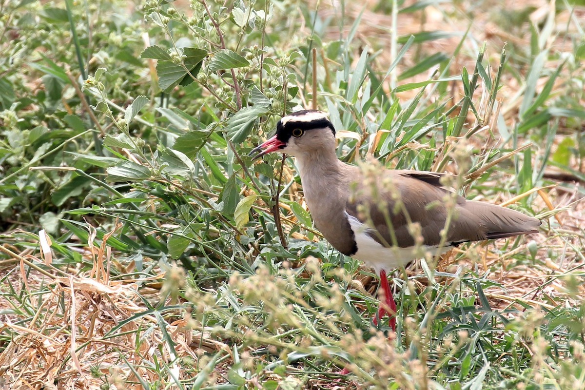 Crowned Lapwing - ML619735397