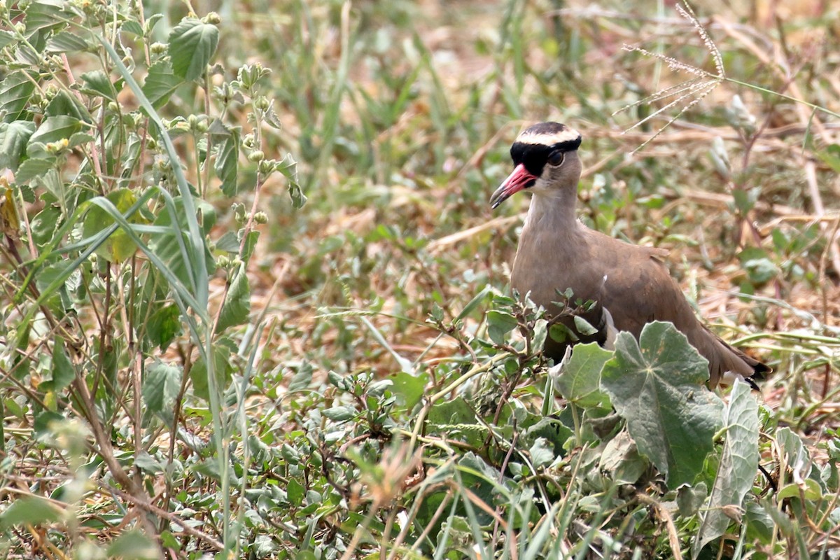 Crowned Lapwing - ML619735398