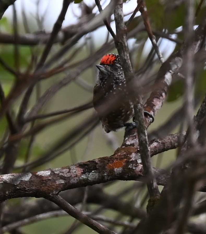 Spotted Piculet - ML619735399