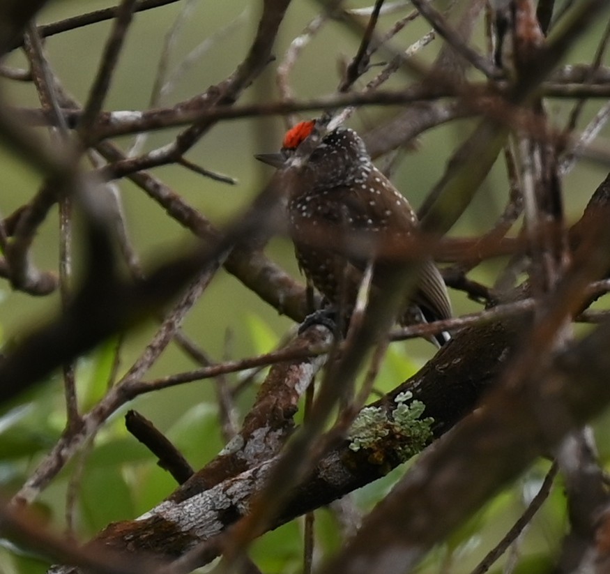 Spotted Piculet - ML619735400