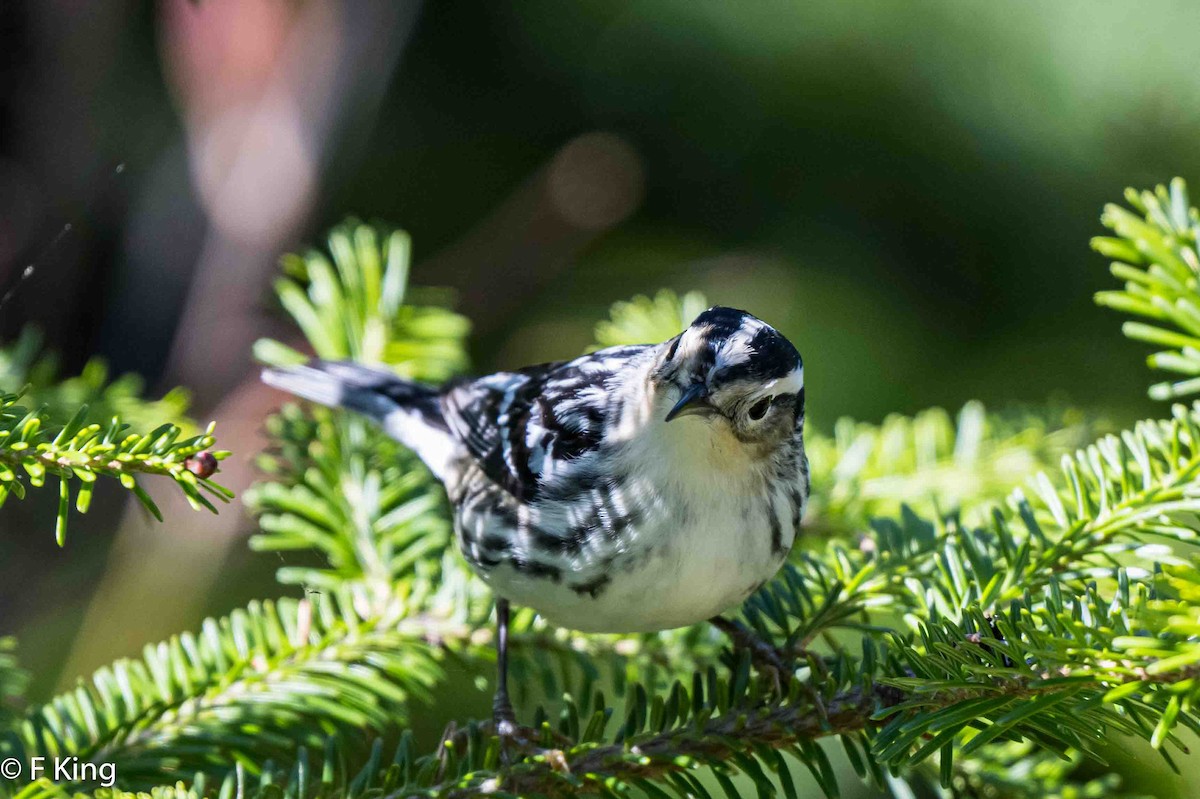 Black-and-white Warbler - ML619735406