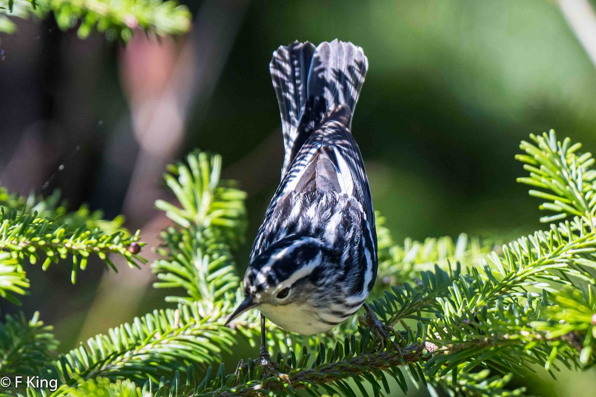 Black-and-white Warbler - ML619735407
