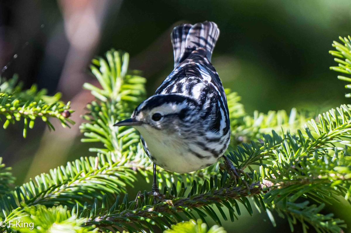 Black-and-white Warbler - ML619735408