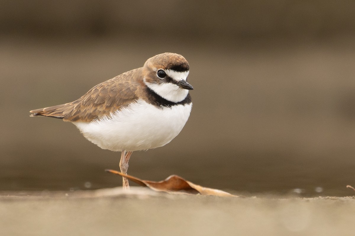 Collared Plover - ML619735412