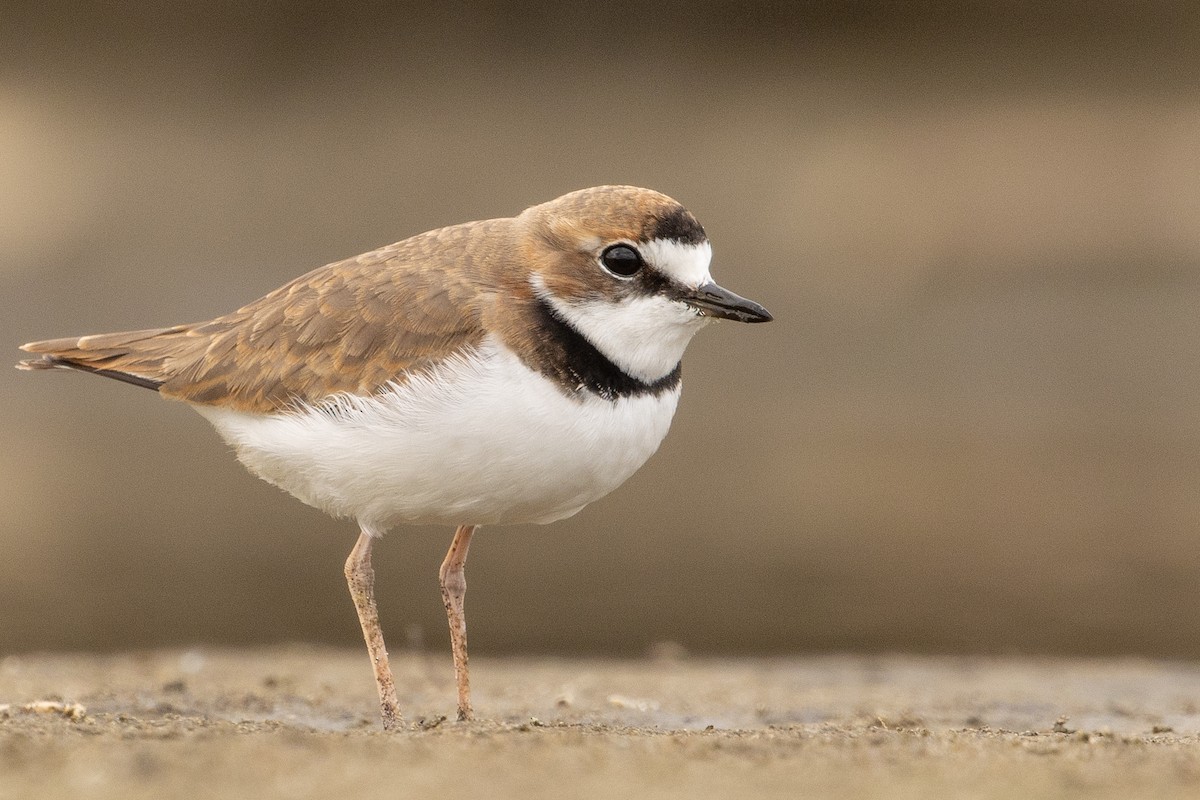 Collared Plover - ML619735417