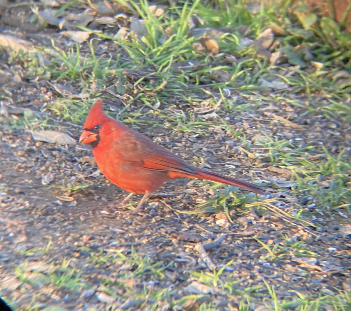 Cardinal rouge - ML619735421