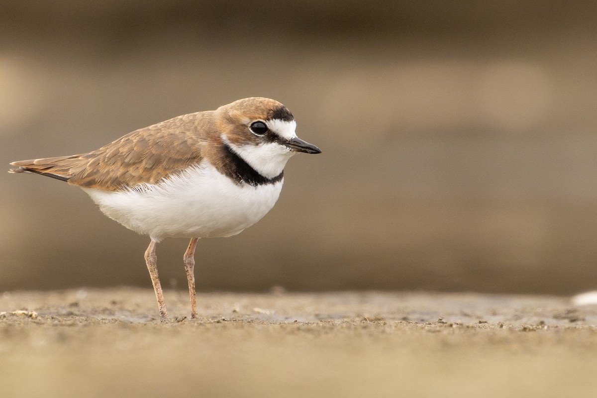 Collared Plover - ML619735422