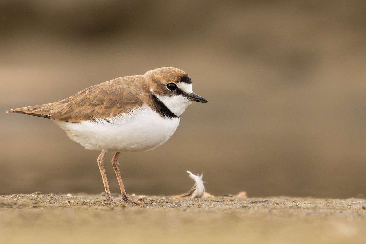 Collared Plover - ML619735428