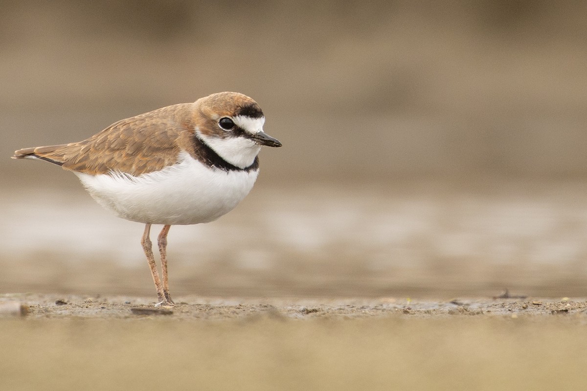 Collared Plover - ML619735435
