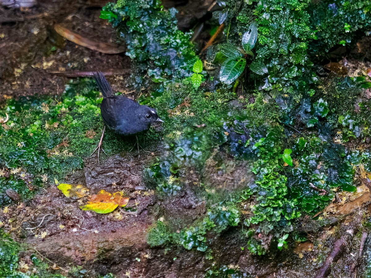 White-crowned Tapaculo - ML619735436