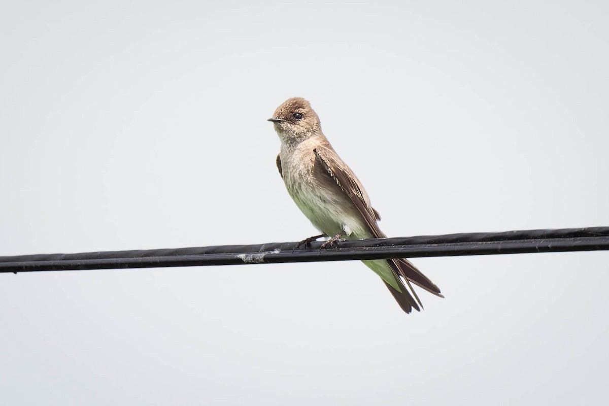 Northern Rough-winged Swallow - ML619735518