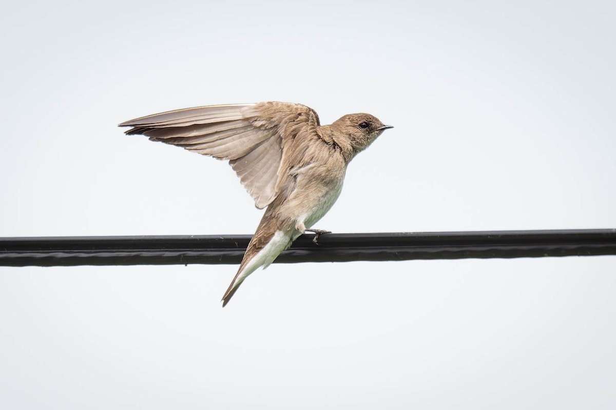 Northern Rough-winged Swallow - ML619735519