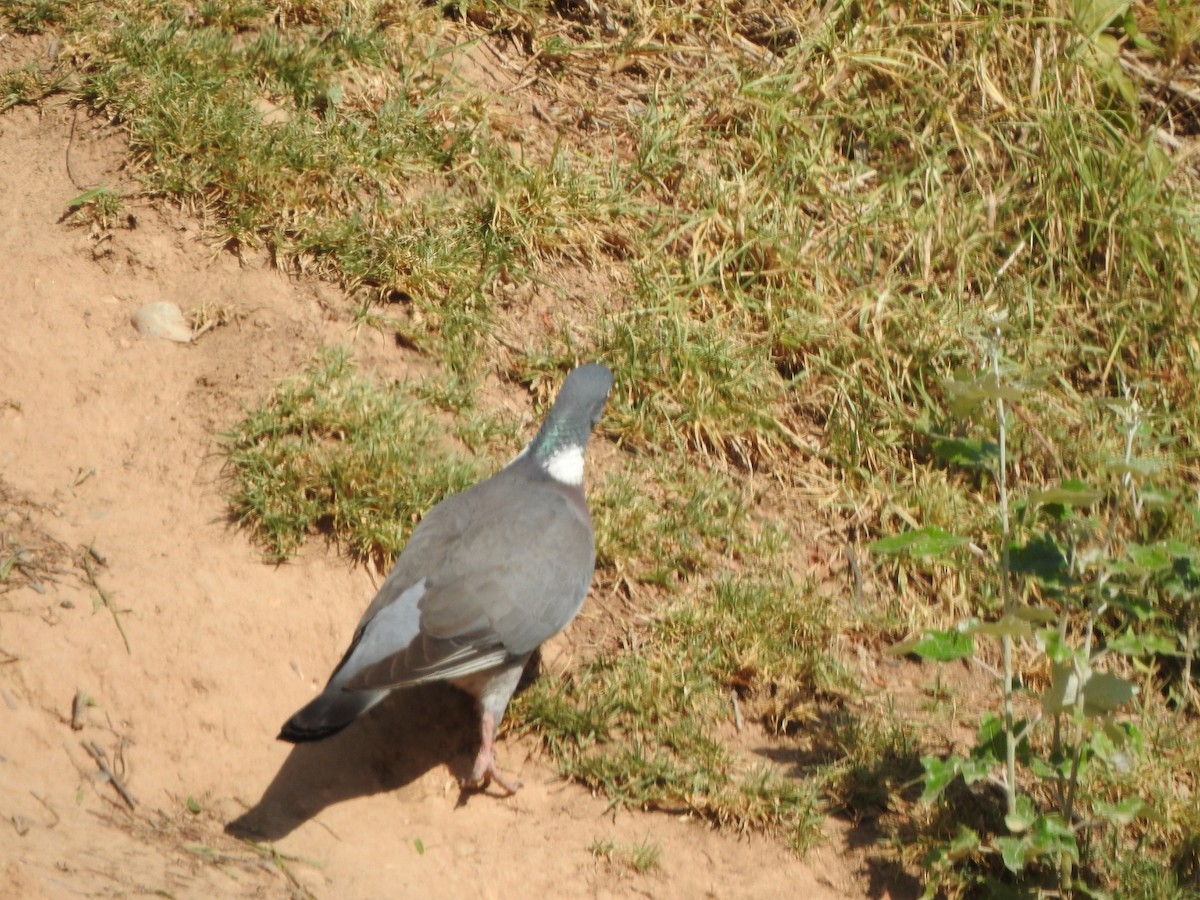 Common Wood-Pigeon - ML619735551