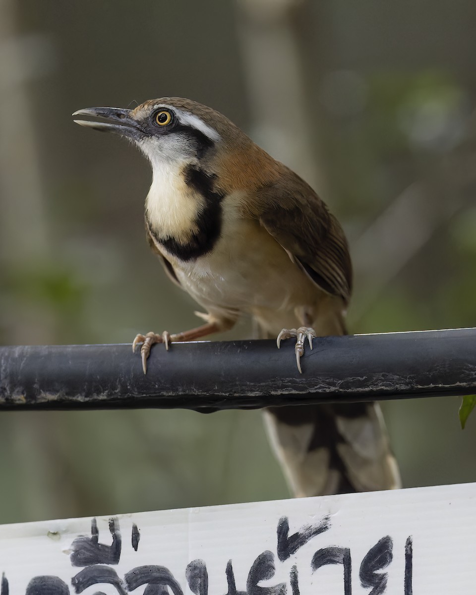 Lesser Necklaced Laughingthrush - ML619735559