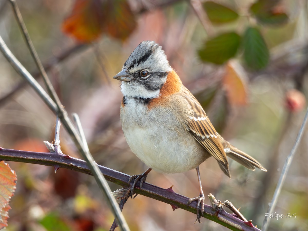 Rufous-collared Sparrow - ML619735590