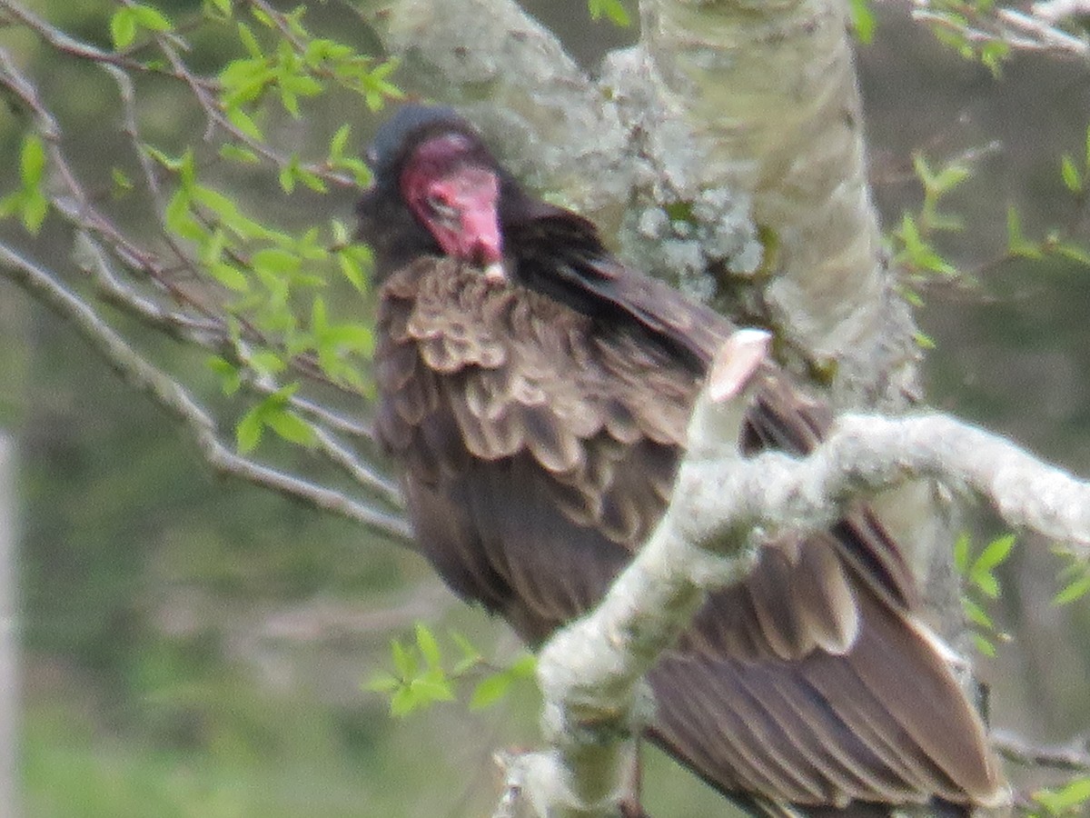 Turkey Vulture - ML619735595