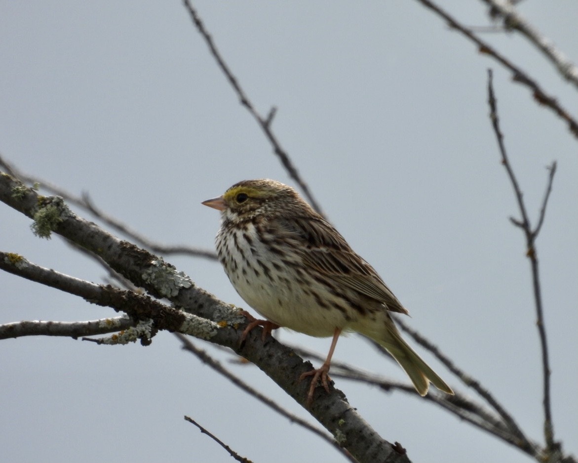 Savannah Sparrow - ML619735610