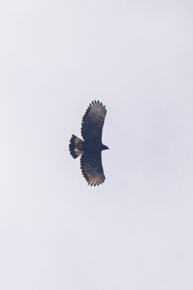 Black-and-chestnut Eagle - ML619735657