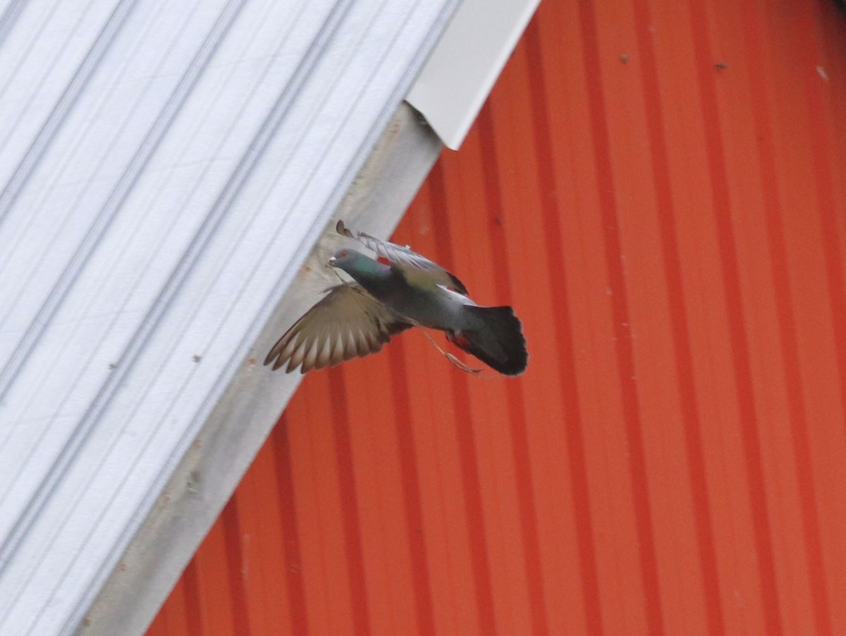 holub skalní (domácí) - ML619735700