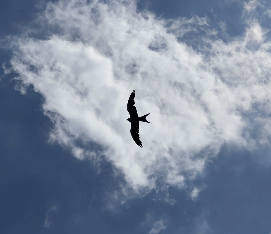 Swallow-tailed Kite - ML619735713