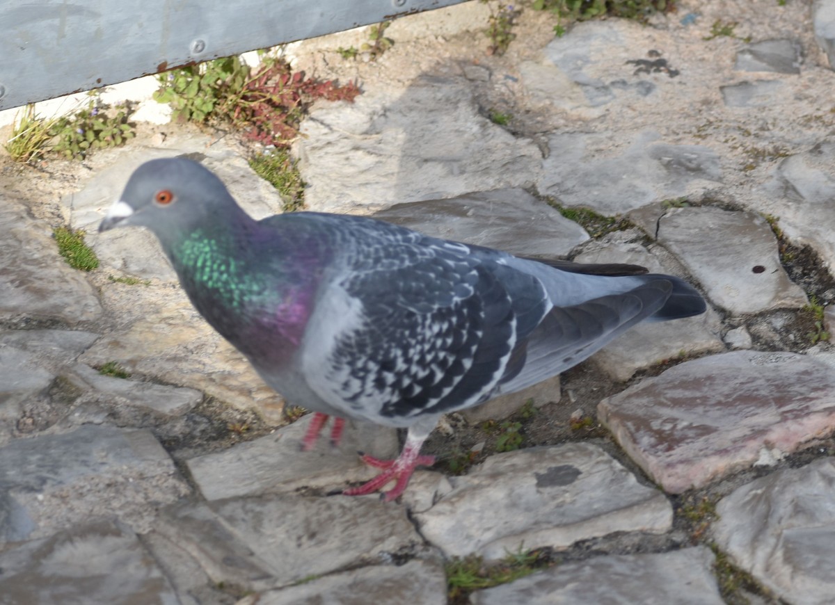 Rock Pigeon (Feral Pigeon) - ML619735723