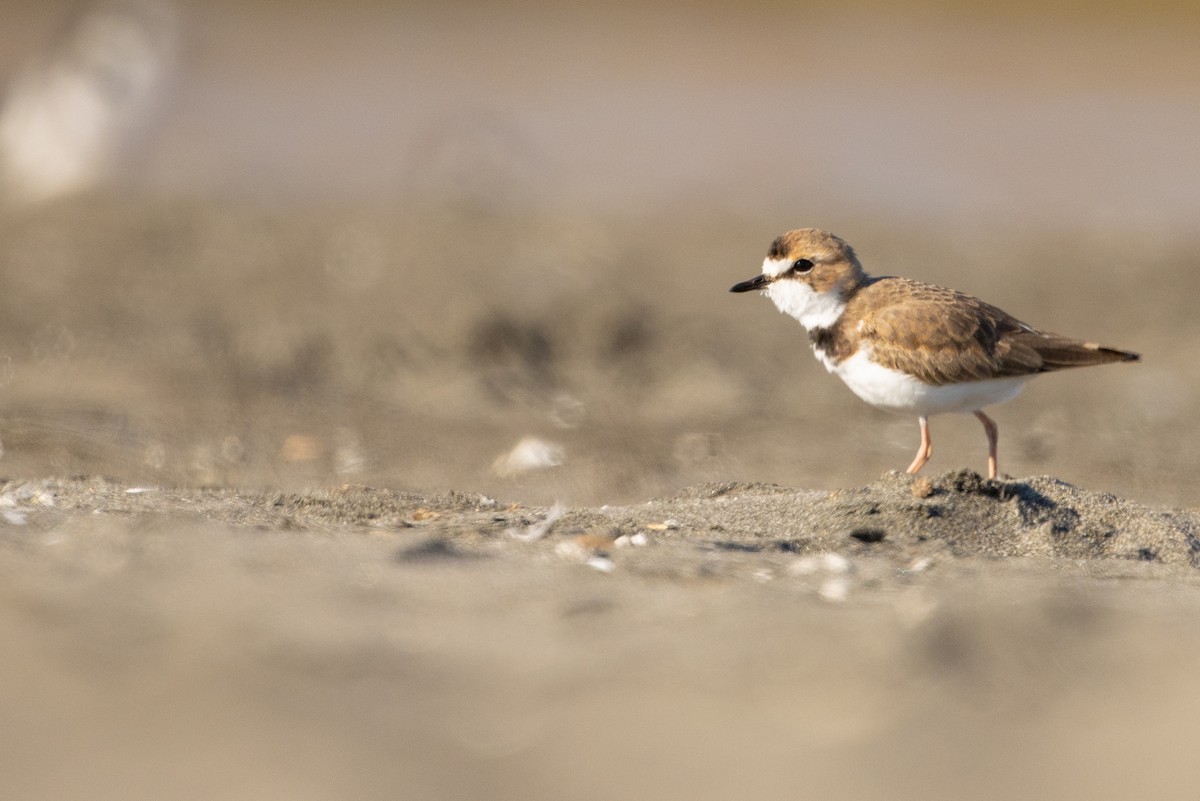 Collared Plover - ML619735728