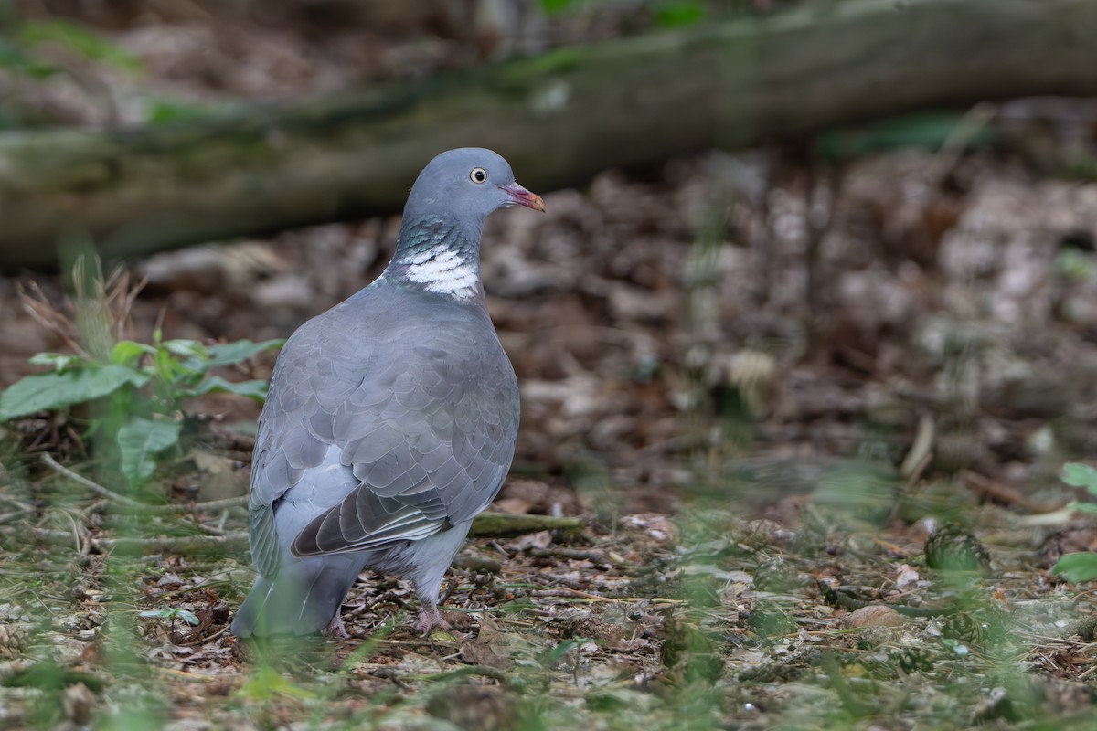 Common Wood-Pigeon - ML619735762