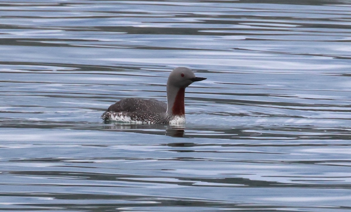 Red-throated Loon - ML619735776